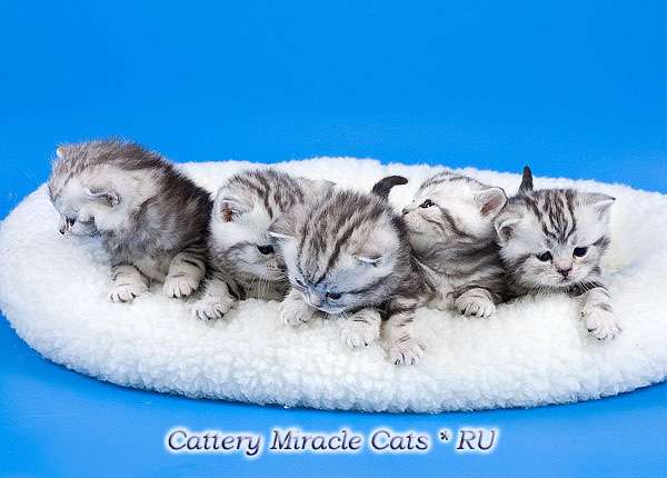 БРИТАНСКИЙ КОТЁНОК - НАСТОЯЩИЙ ТИГРЁНОК ! БРИТАНСКИЙ КОТЁНОК - НАСТОЯЩИЙ ТИГРЁНОК !