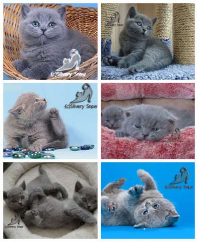 Купить британского котенка. Из Silvery Snow Купить британского котенка. Из Silvery Snow