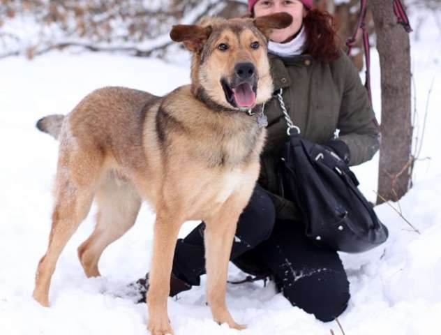 Лучший друг по имени Чак!! Молодой воспитанный пес, 11 мес, в дар.