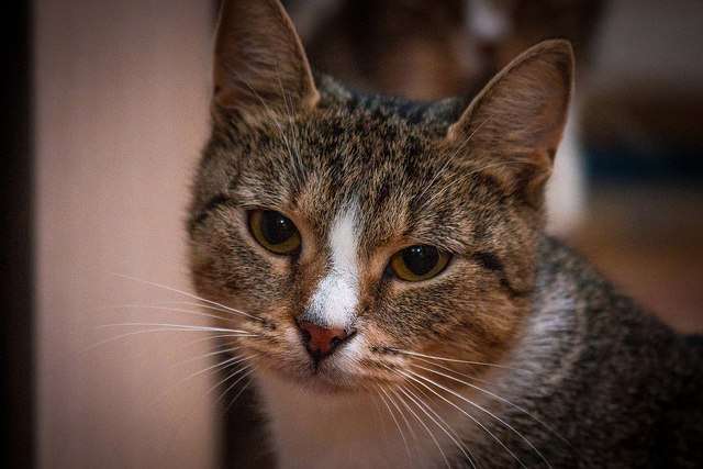 Сима – кошка, которая гуляет сама по себе. В дар Сима – кошка, которая гуляет сама по себе. В дар