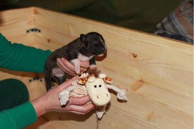 Щенки PUPPY Minibully Щенки PUPPY Minibully