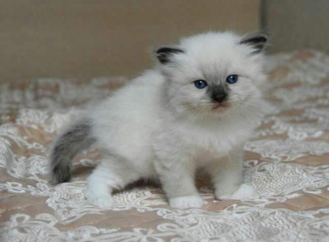 Невские Маскарадные котята Невские Маскарадные котята