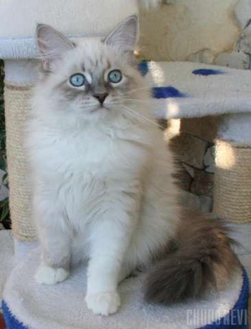 Невский Маскарадный котенок Невский Маскарадный котенок
