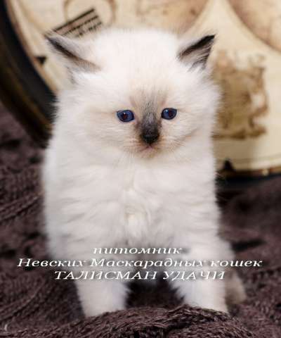Невские Маскарадные котята Невские Маскарадные котята