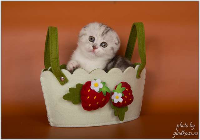 Забавные шотландские котята из питомника