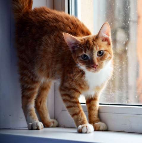 Частица СОЛНЦА - рыжий котенок Бруно ищет семью! Частица СОЛНЦА - рыжий котенок Бруно ищет семью!