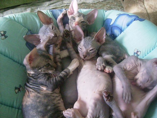 Котята донского сфинкса Котята донского сфинкса
