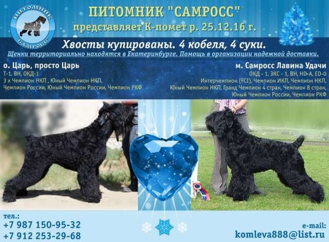 Щенки Русского Черного Терьера от Чемпионов Щенки Русского Черного Терьера от Чемпионов