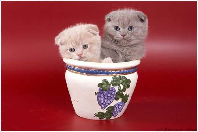 Клубная лиловая вислоухая кошечка Клубная лиловая вислоухая кошечка