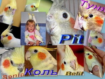 Кореллы - Нимфы . птенцы , взрослая птица. попугай способный к разговору и общению. Кореллы - Нимфы . птенцы , взрослая птица. попугай способный к разговору и общению.