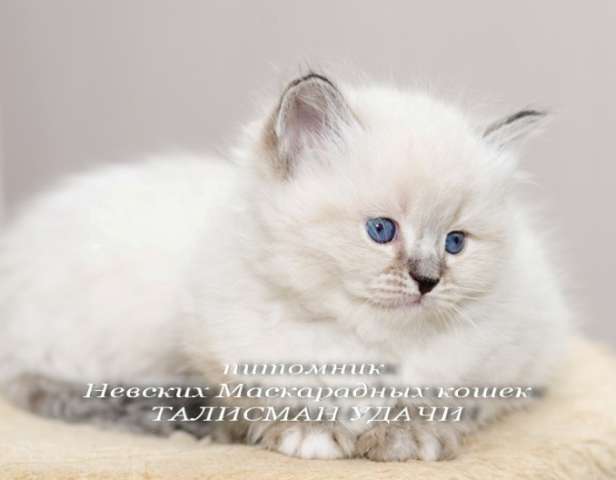 Невские Маскарадные котята Невские Маскарадные котята