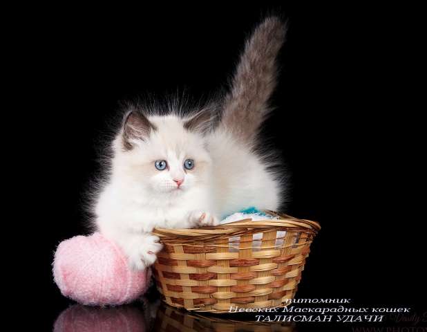 Невские Маскарадные котята Невские Маскарадные котята