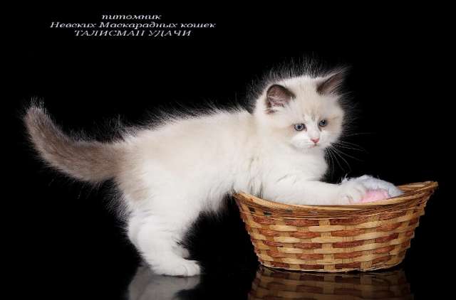 Невские Маскарадные котята Невские Маскарадные котята