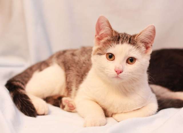 Котенок Ася в поисках дома Котенок Ася в поисках дома
