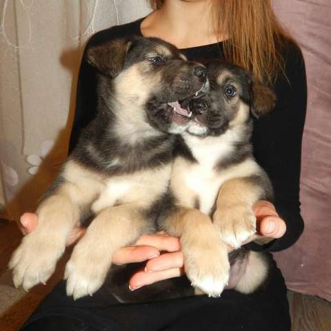Щенки 1,5 месяца Щенки 1,5 месяца