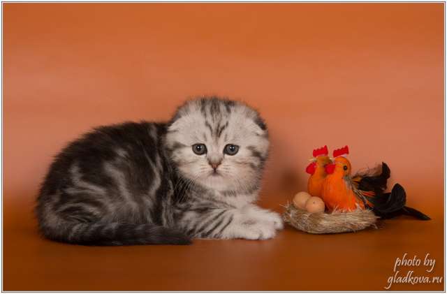 Котят в шотландских шубках Котят в шотландских шубках