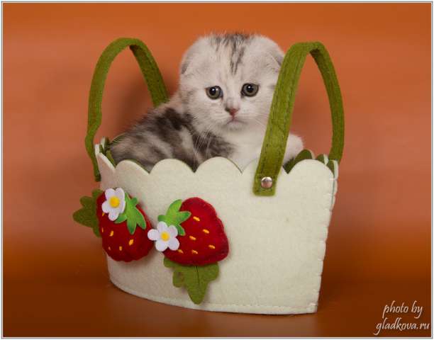 Отличнейшие котята породы шотландская вислоухая кошка Отличнейшие котята породы шотландская вислоухая кошка