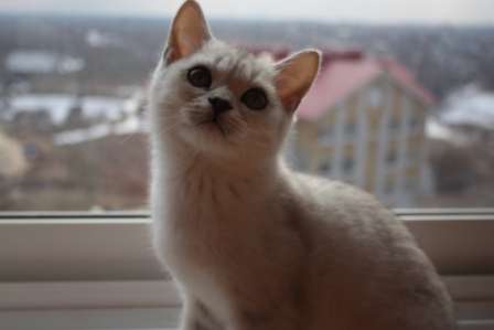 Британский котенок Британский котенок