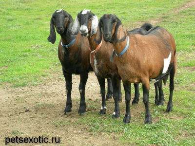 Англо нубийские козы купить можно у нас . Продам козлят Англо нубийские козы купить можно у нас . Продам козлят