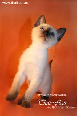 Тайские котята Тайские котята