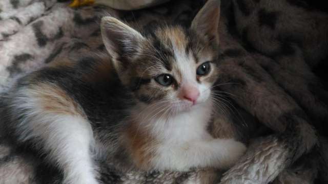 Отдаем котенка Карамелька. Отдаем котенка Карамелька.