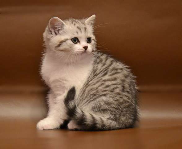 Изысканные шотландские котята из питомника Изысканные шотландские котята из питомника