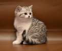 Изысканные шотландские котята из питомника