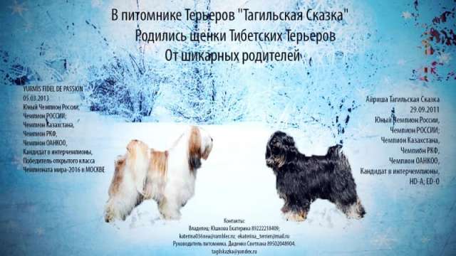 Щенки редкой породы Тибетский Терьер Щенки редкой породы Тибетский Терьер