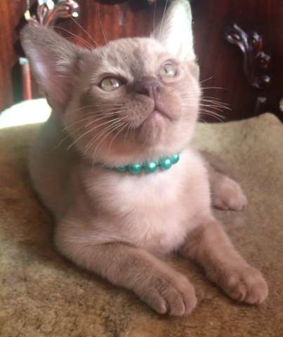 Бурманские котята 2 мес. Бурманские котята 2 мес.