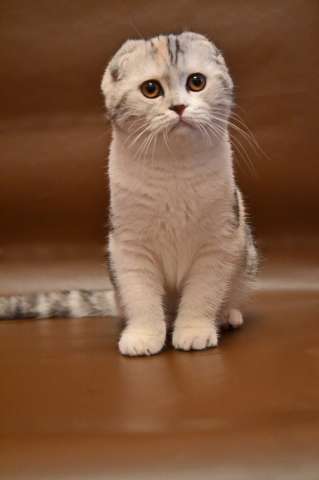 Самые лучшие котята шотландской породы Самые лучшие котята шотландской породы