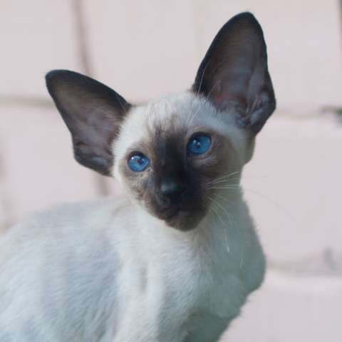 Сиамский котенок Сиамский котенок