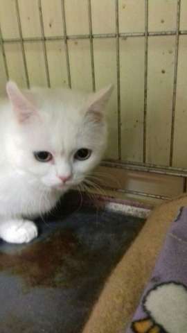 Кошечка в добрые руки Кошечка в добрые руки