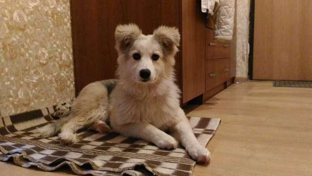 Щенок Харви в поисках дома Щенок Харви в поисках дома