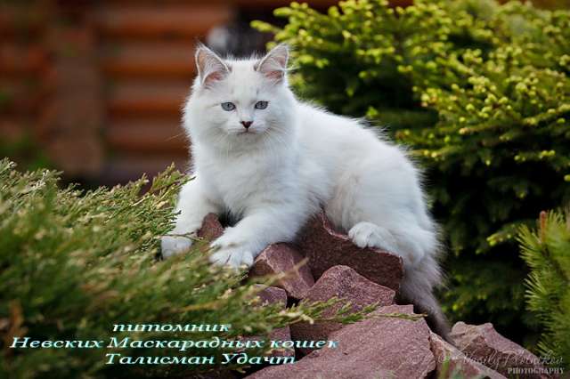 Данила - невский маскарадный кот Данила - невский маскарадный кот