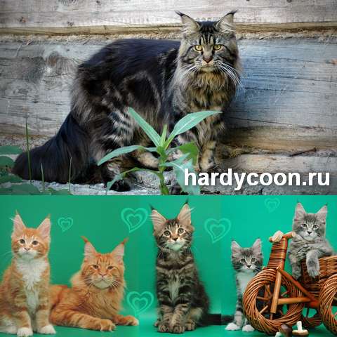 Котята мейн кун из питомника. Котята мейн кун из питомника.