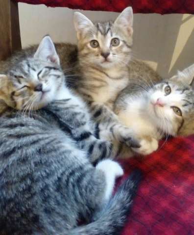 Котята - девочки в дар. Котята - девочки в дар.
