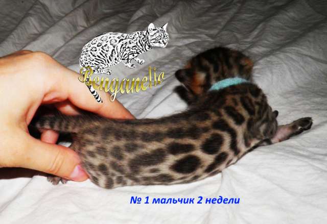 Бенгальские котята от питомника Benganelio Бенгальские котята от питомника Benganelio