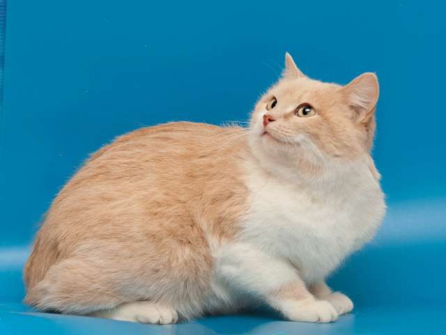 ласковая кошечка ищет дом ласковая кошечка ищет дом