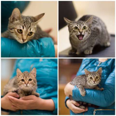 Очаровательные котята шпротики ищут дом! Очаровательные котята шпротики ищут дом!