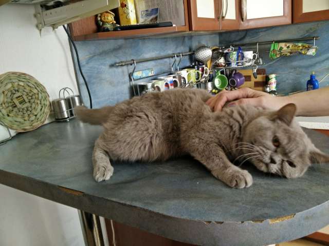 отдам даром британскую кошечку отдам даром британскую кошечку
