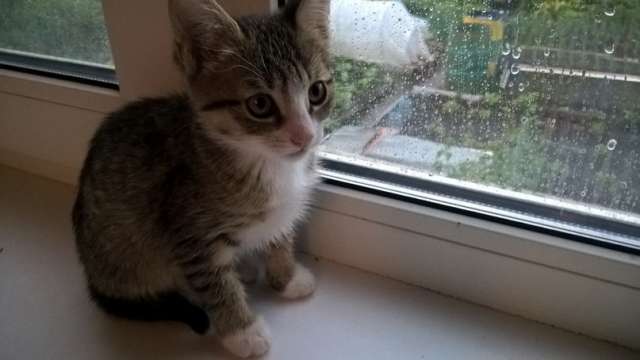 Котята крысоловы Котята крысоловы