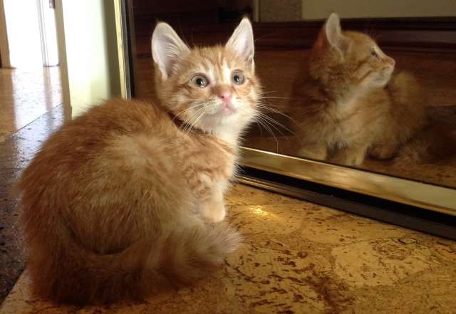 Котёнок в добрые руки Котёнок в добрые руки