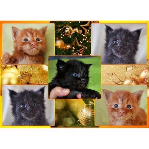 МЕЙН-КУН котята из МЕЙН-КУН котята из