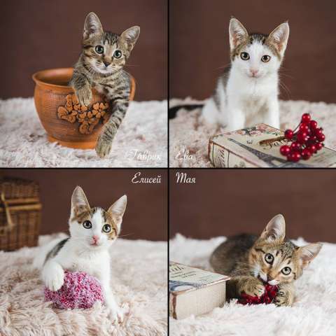 Котята 3.5 мес в дар Котята 3.5 мес в дар
