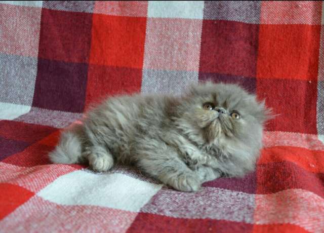 Персидские котята Персидские котята