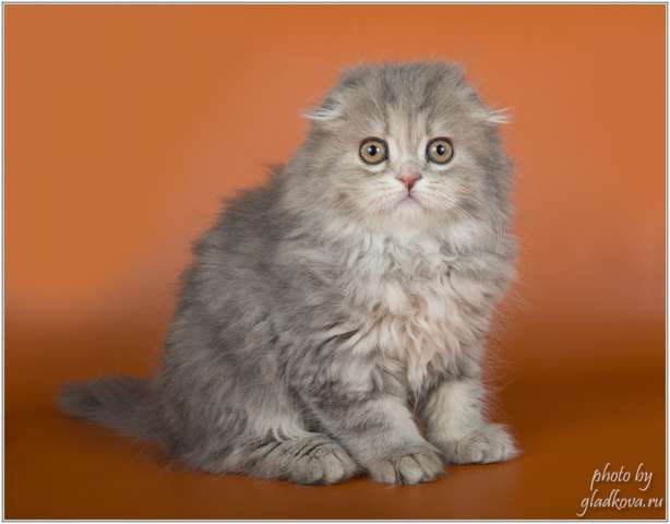 Умилительные шотландские котята Умилительные шотландские котята