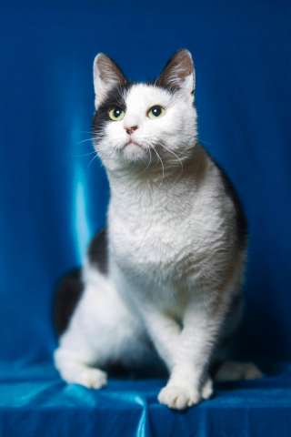 Яркая кошка Дана ищет дом Яркая кошка Дана ищет дом