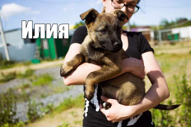 Щенки ищут дом Щенки ищут дом