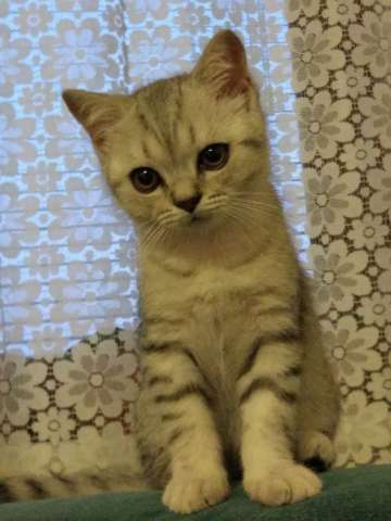 Шотландские котята Шотландские котята