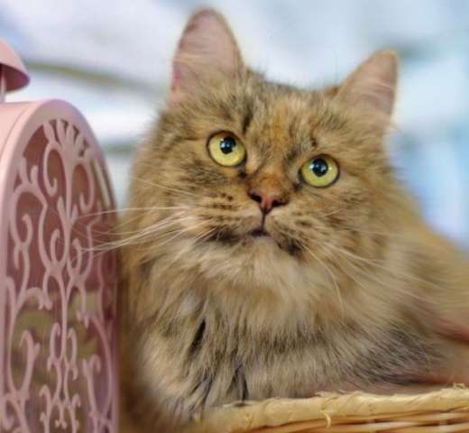 Все кошки как кошки, а я Королева!! Шикарная красотка Амели в поисках дома. Все кошки как кошки, а я Королева!! Шикарная красотка Амели в поисках дома.